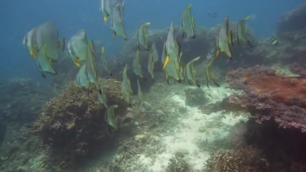 Korallenriffe und tropische Fische. Camiguin, Philippinen — Stockvideo