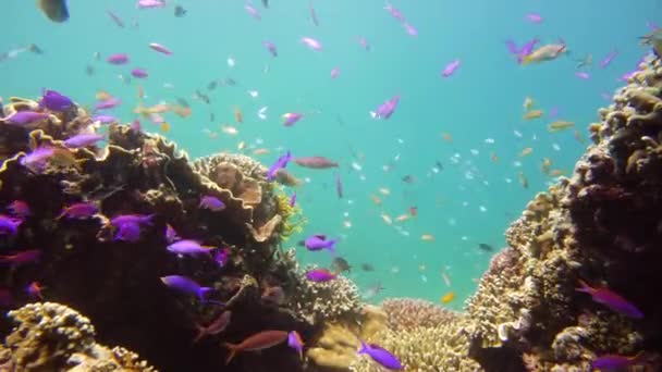 Arrecife de coral y peces tropicales bajo el agua. Camiguin, Filipinas — Vídeos de Stock