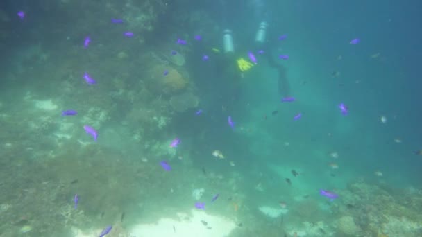 Recifes de coral com peixes subaquáticos. Camiguin, Filipinas — Vídeo de Stock