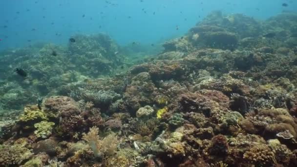 Coral reef and tropical fish. Camiguin, Philippines — Stock Video