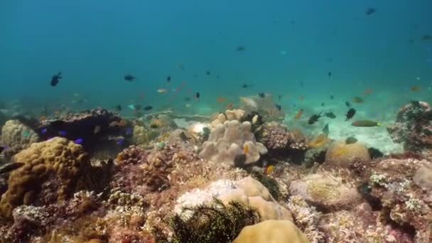 Arrecife de coral y peces tropicales bajo el agua. Camiguin, Filipinas — Vídeos de Stock