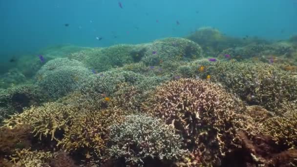 Koraalrif en tropische vissen. Camiguin, Filipijnen — Stockvideo