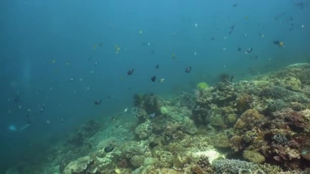 珊瑚礁和热带鱼。Camiguin，菲律宾 — 图库视频影像
