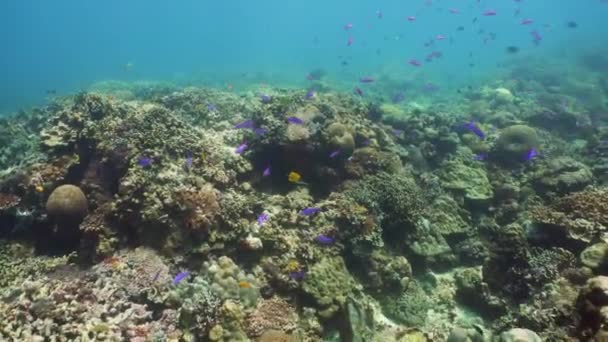 Korallrev med fisk under vatten. Camiguin, Filippinerna — Stockvideo