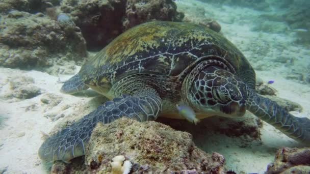 Groene zeeschildpad onder water op de Filippijnen. — Stockvideo