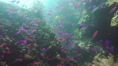 Mercan resifi ve tropikal balıklar su altında. Camiguin, Filipinler