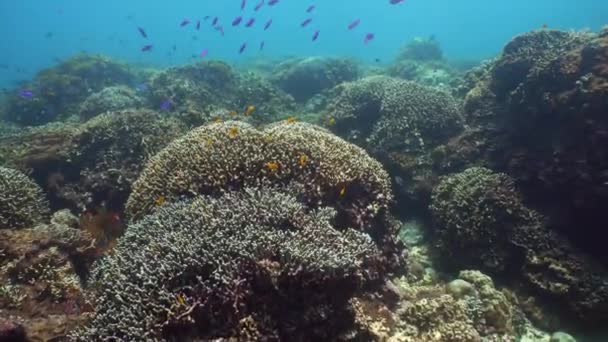 Rafa koralowa i tropikalne ryby pod wodą. Camiguin, Filipiny — Wideo stockowe