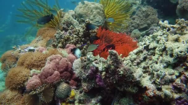 サンゴストック動画 ロイヤリティフリーサンゴ動画 Depositphotos