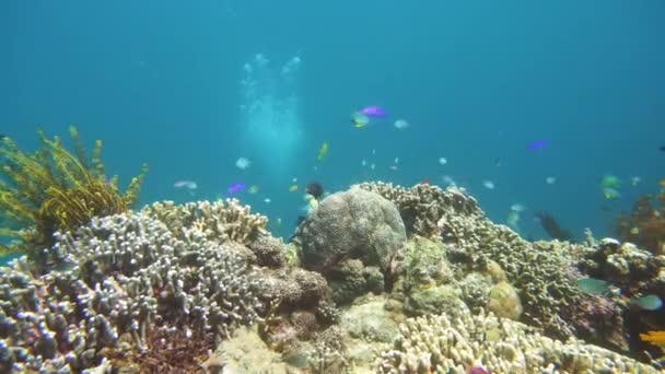 Коралловый риф и тропическая рыба. Камиген, Филиппины — стоковое видео