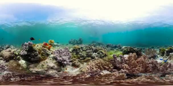 Κοραλλιογενή ύφαλο και τροπικά ψάρια υποβρύχια 360VR. Camiguin, Φιλιππίνες — Αρχείο Βίντεο