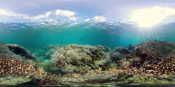 Arrecife de coral con peces bajo el agua 360VR. Camiguin, Filipinas — Vídeos de Stock
