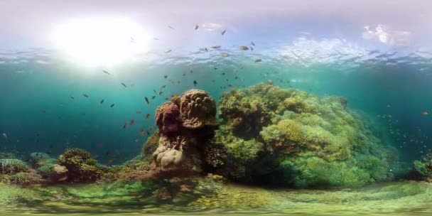 Récif corallien avec poissons sous-marins 360VR. Camiguin, Philippines — Video