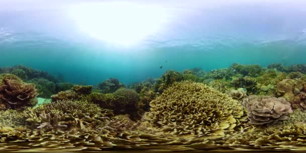 Korallrev med fisk under vatten 360VR. Camiguin, Filippinerna — Stockvideo