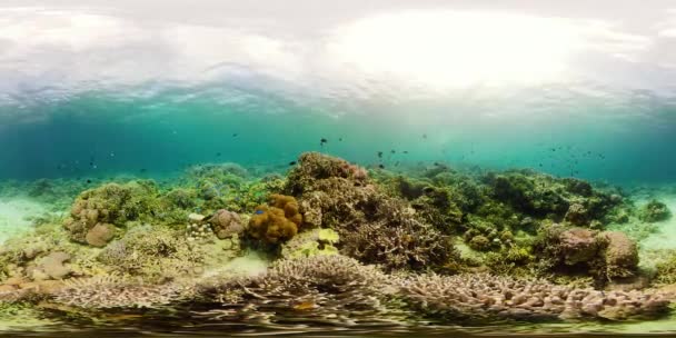 Die Unterwasserwelt eines Korallenriffs 360VR. — Stockvideo