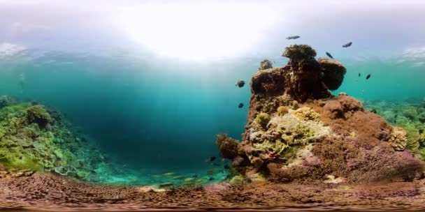 Arrecife de coral con peces bajo el agua 360VR. Camiguin, Filipinas — Vídeo de stock