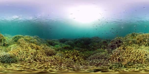 산호초와 열대어 360VR. 필리핀의 카미 갱 — 비디오
