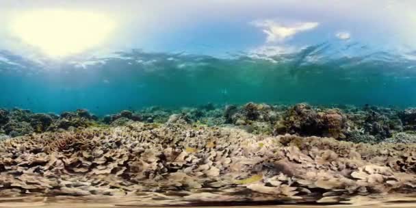 Коралловый риф и тропические рыбы под водой 360VR. Камиген, Филиппины — стоковое видео