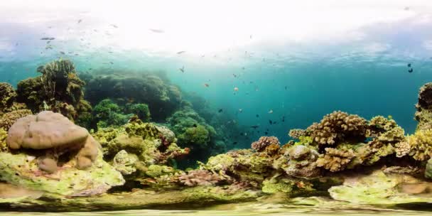 Recifes de corais e peixes tropicais 360VR. Camiguin, Filipinas — Vídeo de Stock