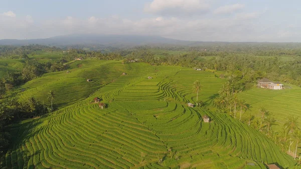 Risfält med jordbruksmark i indonesien — Stockfoto