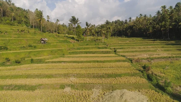 Trópusi táj mezőgazdasági földterülettel Indonéziában — Stock Fotó