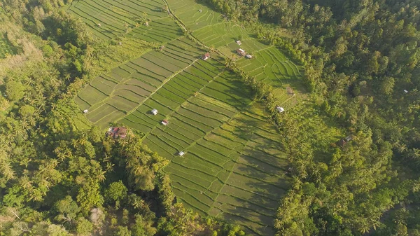 인도네시아의 계단식논 과 농토 — 스톡 사진