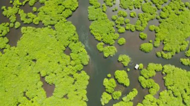 Mangrove ormanının ve nehrin havadan görünüşü.