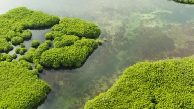 Mangrove ormanının ve nehrin havadan görünüşü.