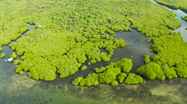 Mangrove ormanının ve nehrin havadan görünüşü.