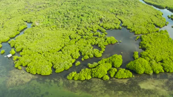 Vista aérea del bosque de manglares y el río. — Vídeos de Stock