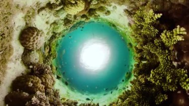 Mercan kayalıkları ve tropikal balıklar. Camiguin, Filipinler