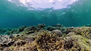 Suyun altında balıklı mercan kayalıkları. Camiguin, Filipinler