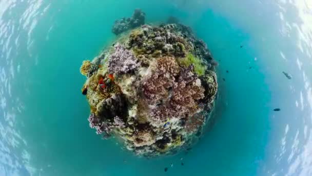 Barriera corallina e pesce tropicale. Camiguin, Filippine — Video Stock