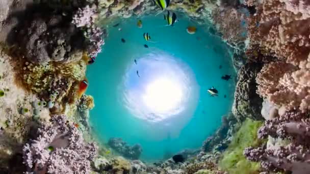 Coral reef and tropical fish. Camiguin, Philippines — Stock Video