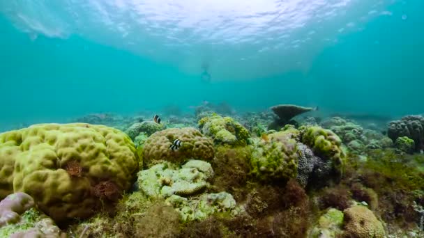 Ο υποβρύχιος κόσμος ενός κοραλλιογενή υφάλου. — Αρχείο Βίντεο