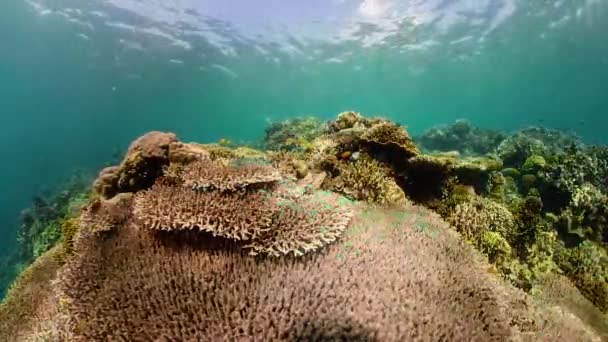 물 속에 물고기가 있는 산호초. 필리핀의 카미 갱 — 비디오