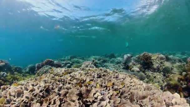 水下有鱼的珊瑚礁。Camiguin，菲律宾 — 图库视频影像