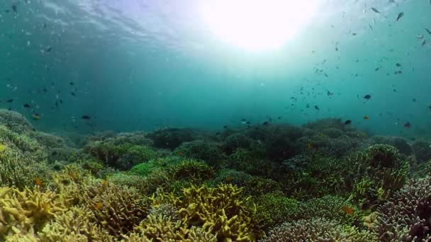 Barriera corallina e pesci tropicali sott'acqua. Camiguin, Filippine — Video Stock