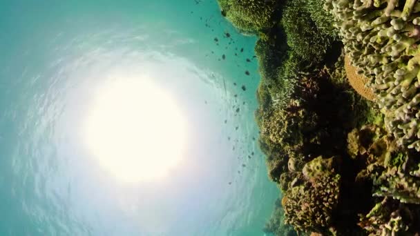 Подводный мир кораллового рифа. — стоковое видео