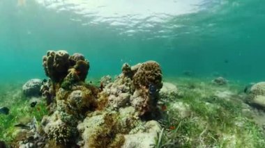 Mercan resiflerinin sualtı dünyası.