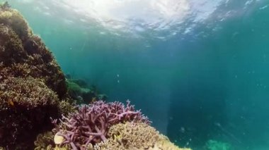 Mercan resiflerinin sualtı dünyası.