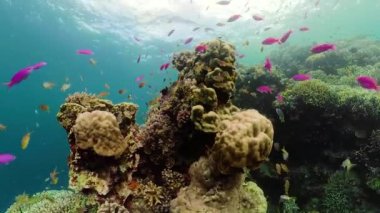 Mercan resiflerinin sualtı dünyası.
