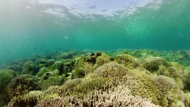 Korallenriff mit Fischen unter Wasser. Camiguin, Philippinen — Stockvideo