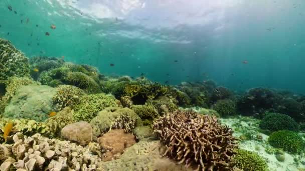 Korallenriffe und tropische Fische. Camiguin, Philippinen — Stockvideo
