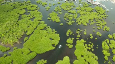 Mangrove ormanının ve nehrin havadan görünüşü.