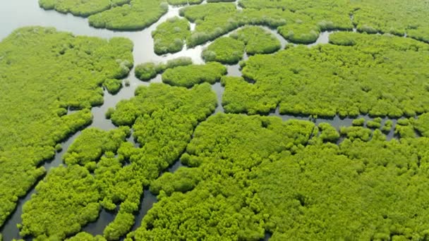 Vue aérienne de la forêt de mangroves et de la rivière. — Video