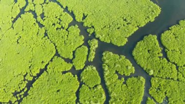 Mangrove ormanının ve nehrin havadan görünüşü.