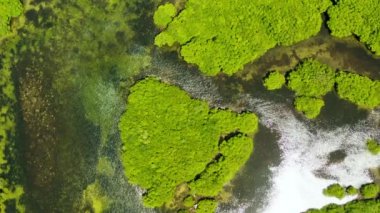 Mangrove ormanının ve nehrin havadan görünüşü.