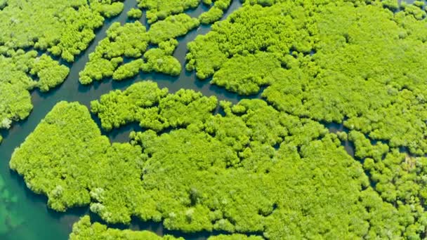 Mangrove ormanının ve nehrin havadan görünüşü. — Stok video