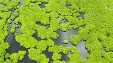 Mangrove ormanının ve nehrin havadan görünüşü.