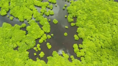 Mangrove ormanının ve nehrin havadan görünüşü.